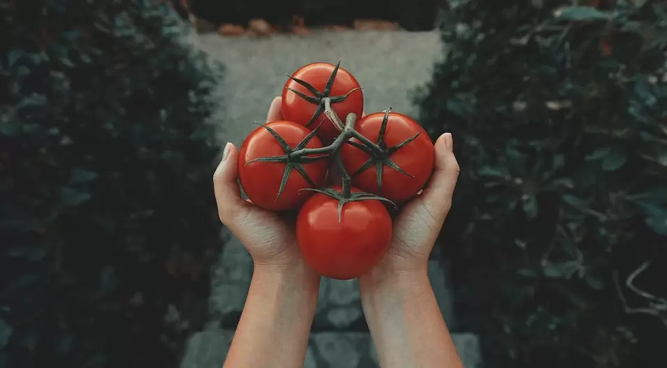 pomodori per potenza